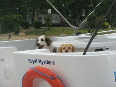 Haustiere auf Bootsfahrt in Holland