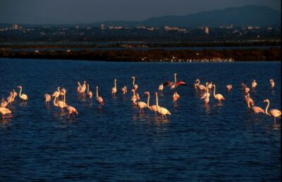 Flamingos Camargue hausboot mieten