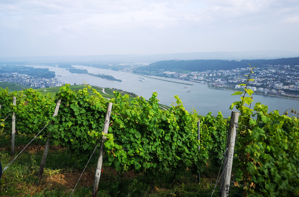 Weinberge am Rhein Rüdesheim Aussicht
