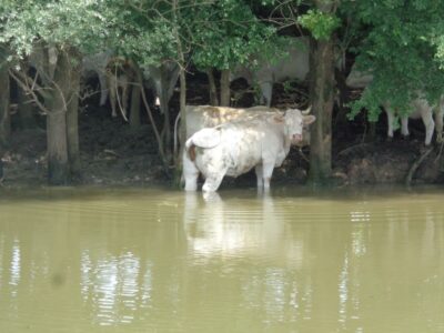 Rinder am Fluss