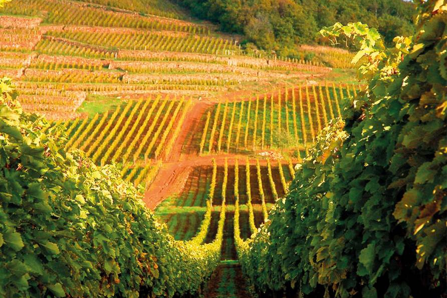 Bootsurlaub Ungarn Weinberge