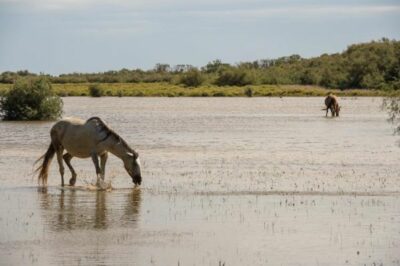 Wilde Pferde Camargue