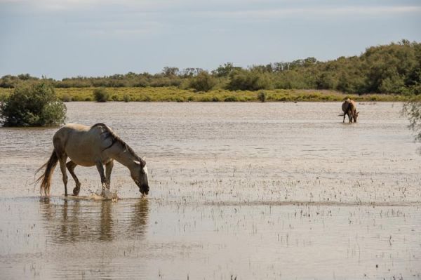 Wilde Pferde der Camargue