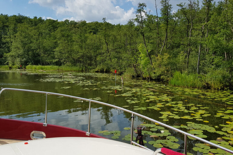 Seerosen vom Boot aus in Mecklenburg