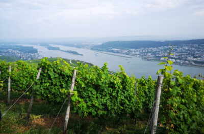 Weinberge am Rhein