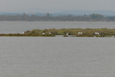 Flamingos am Etang de lOr