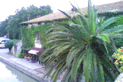 Palme in Le Somail Midi