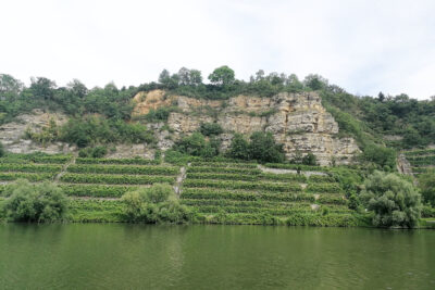 Weinberge am Neckarufer