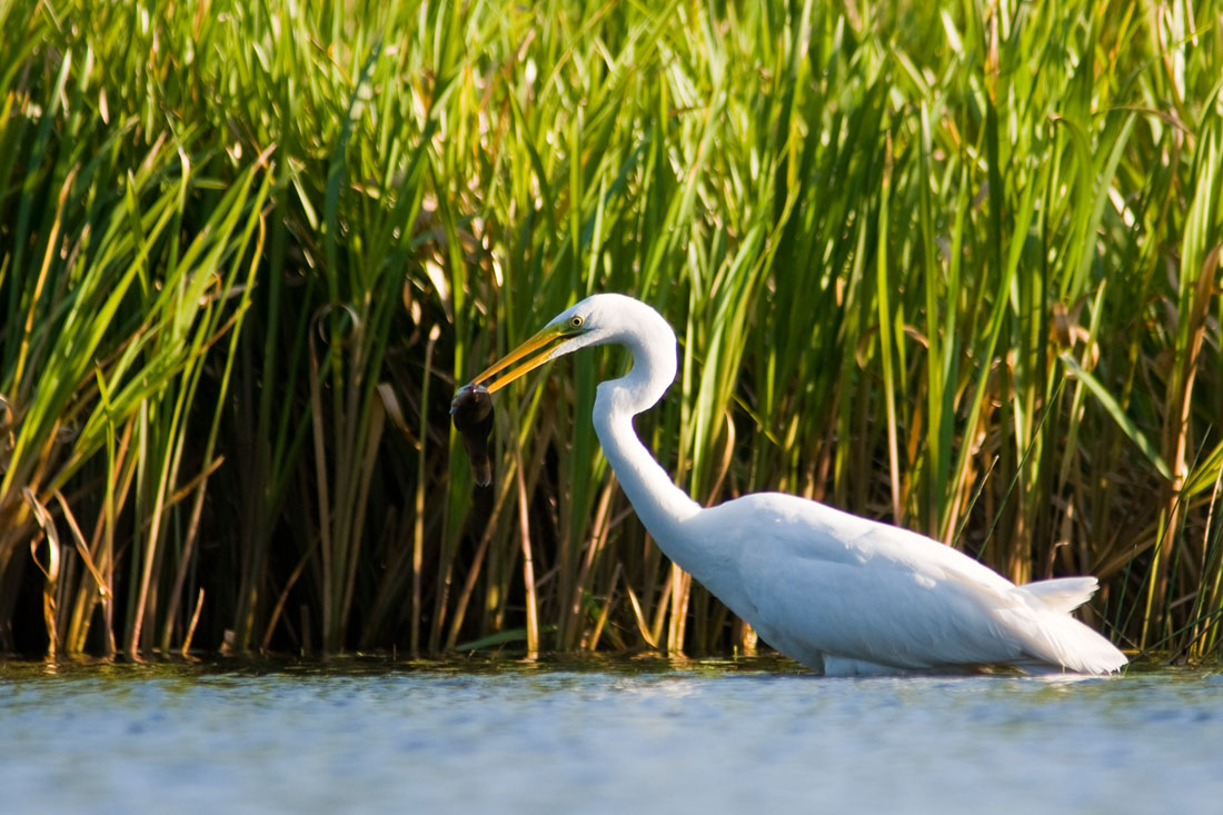 Naturschutzgebiet Peene